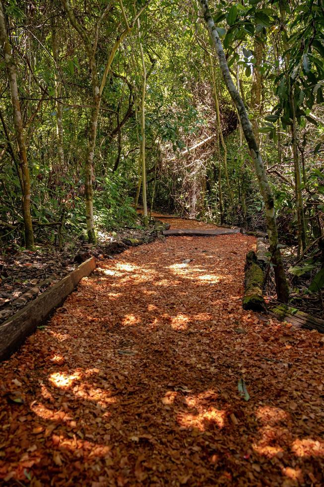 trail path through a forest photo