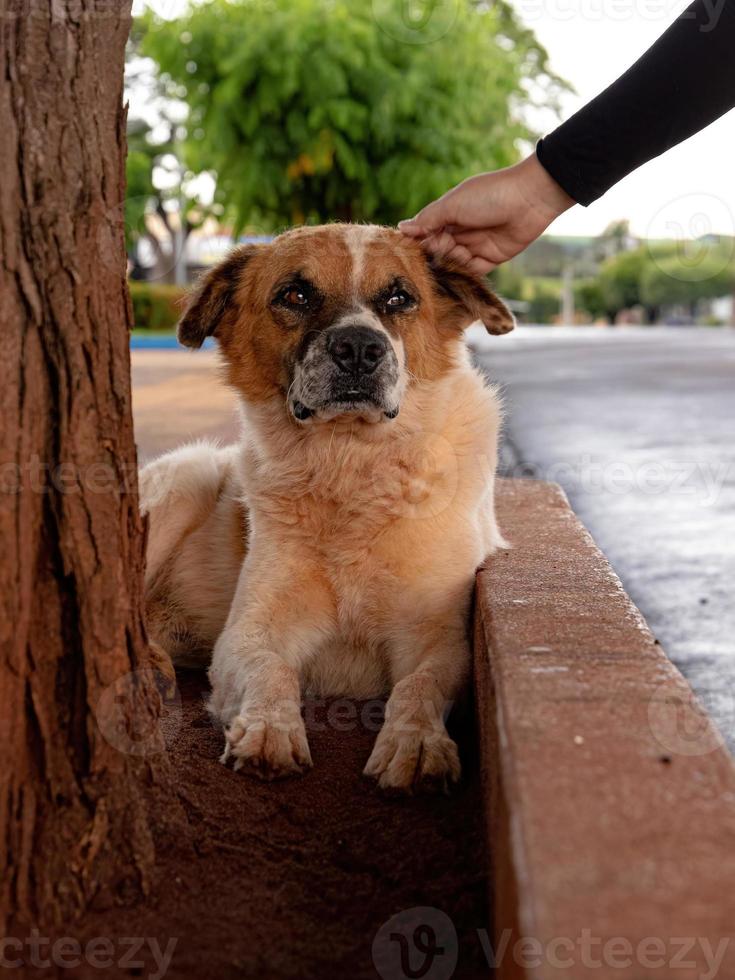 perro grande blanco y marrón foto