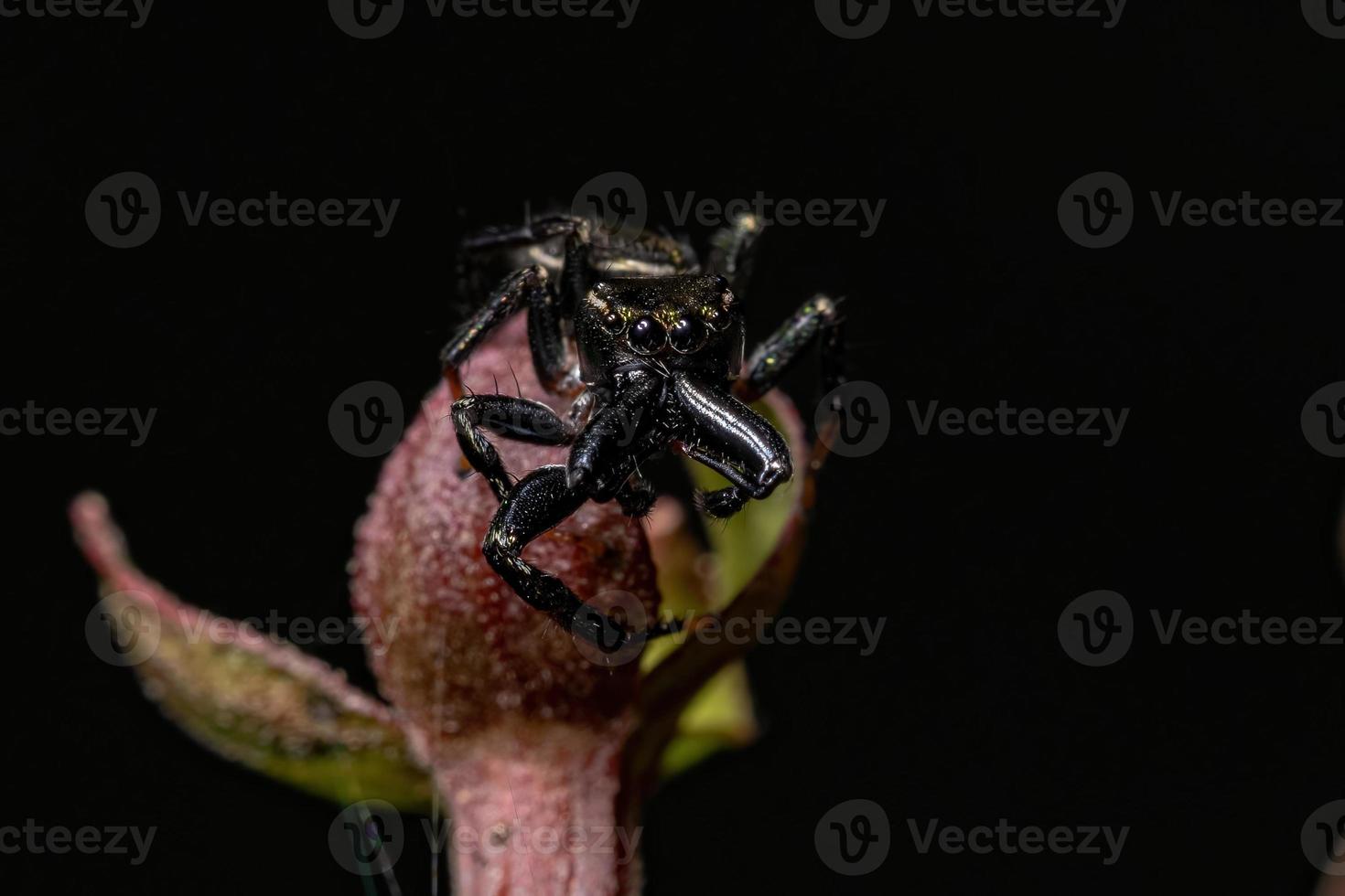 araña saltadora macho adulto foto