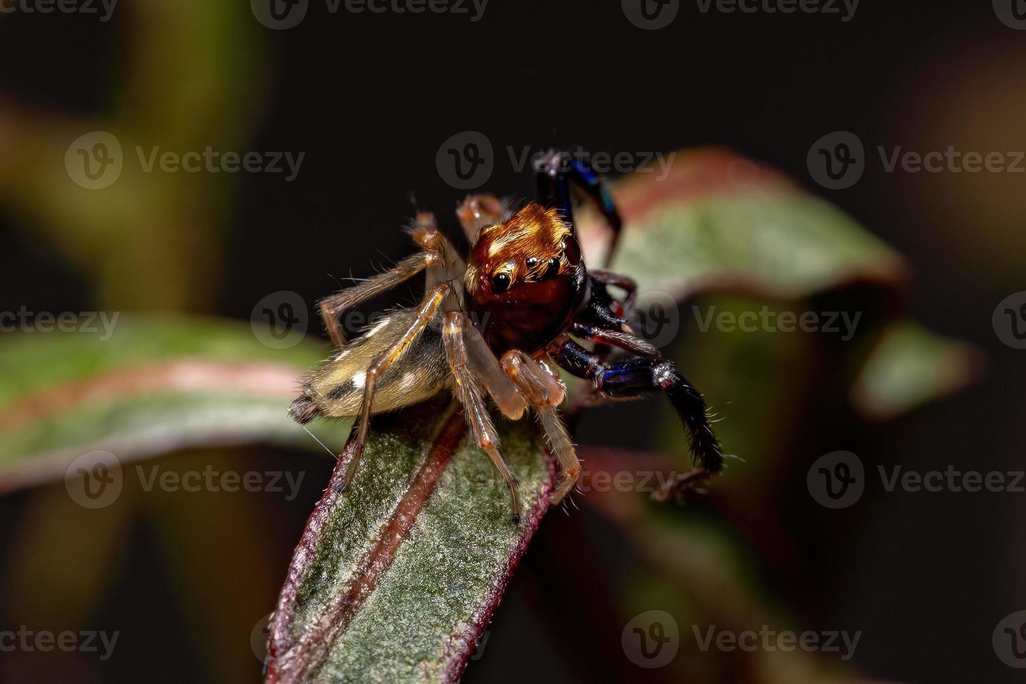 araña saltadora macho adulto foto