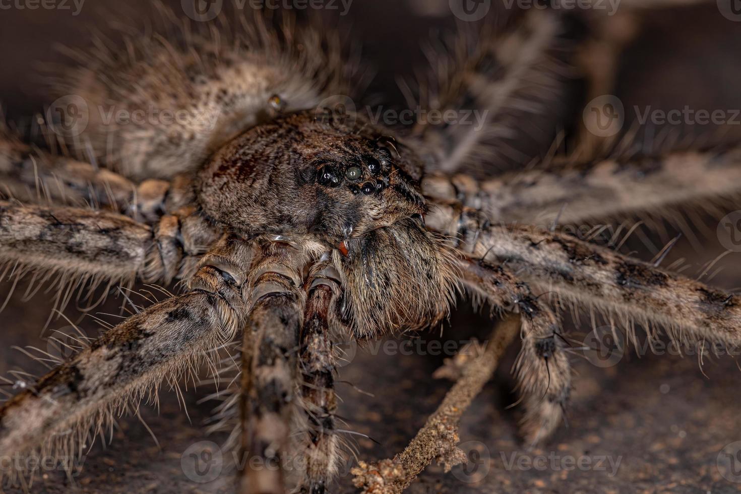 araña trechaleida hembra adulta foto