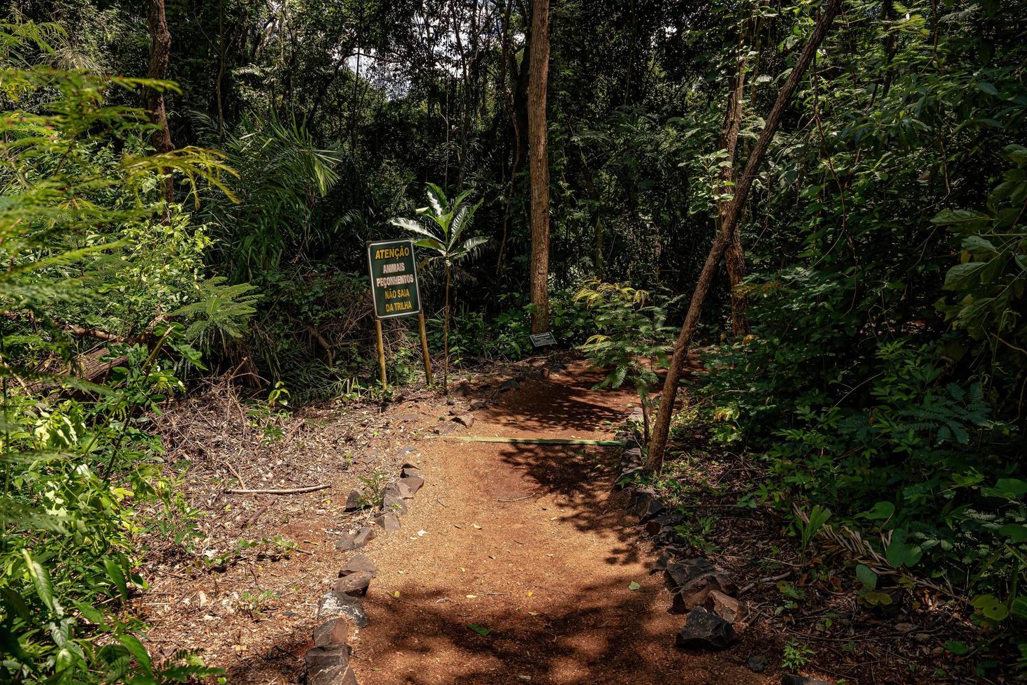 trail path through a forest photo