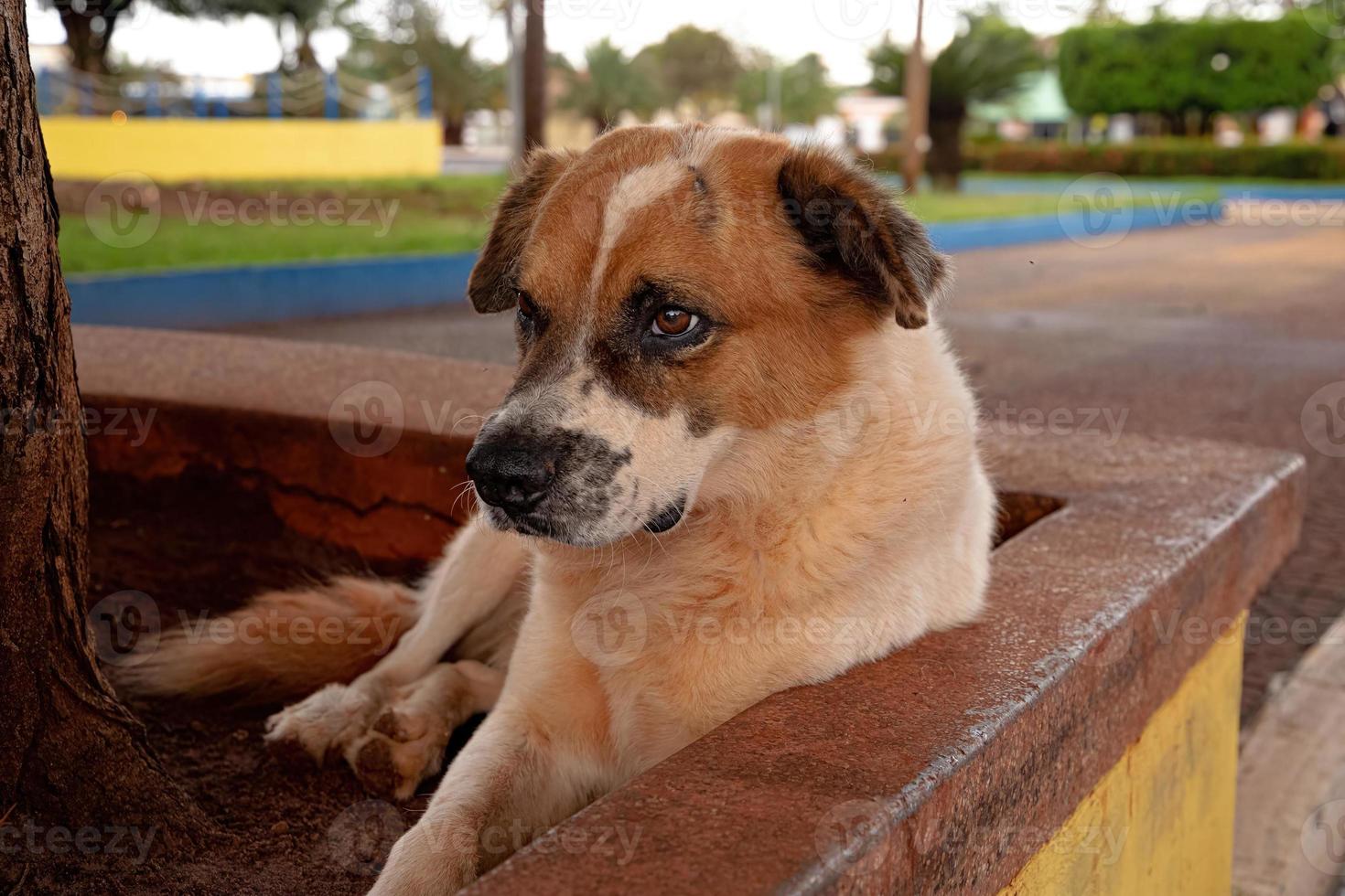 large white and brown dog photo