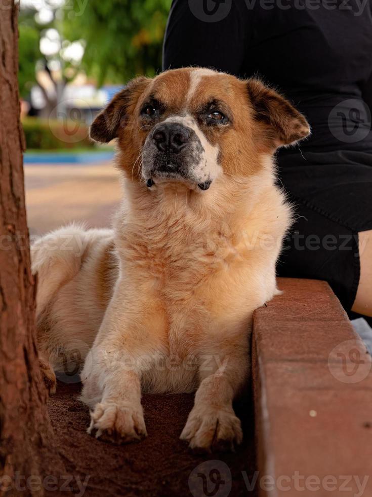 large white and brown dog photo