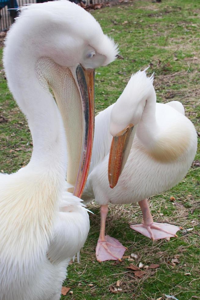 Cute pelicans in a public park. London photo