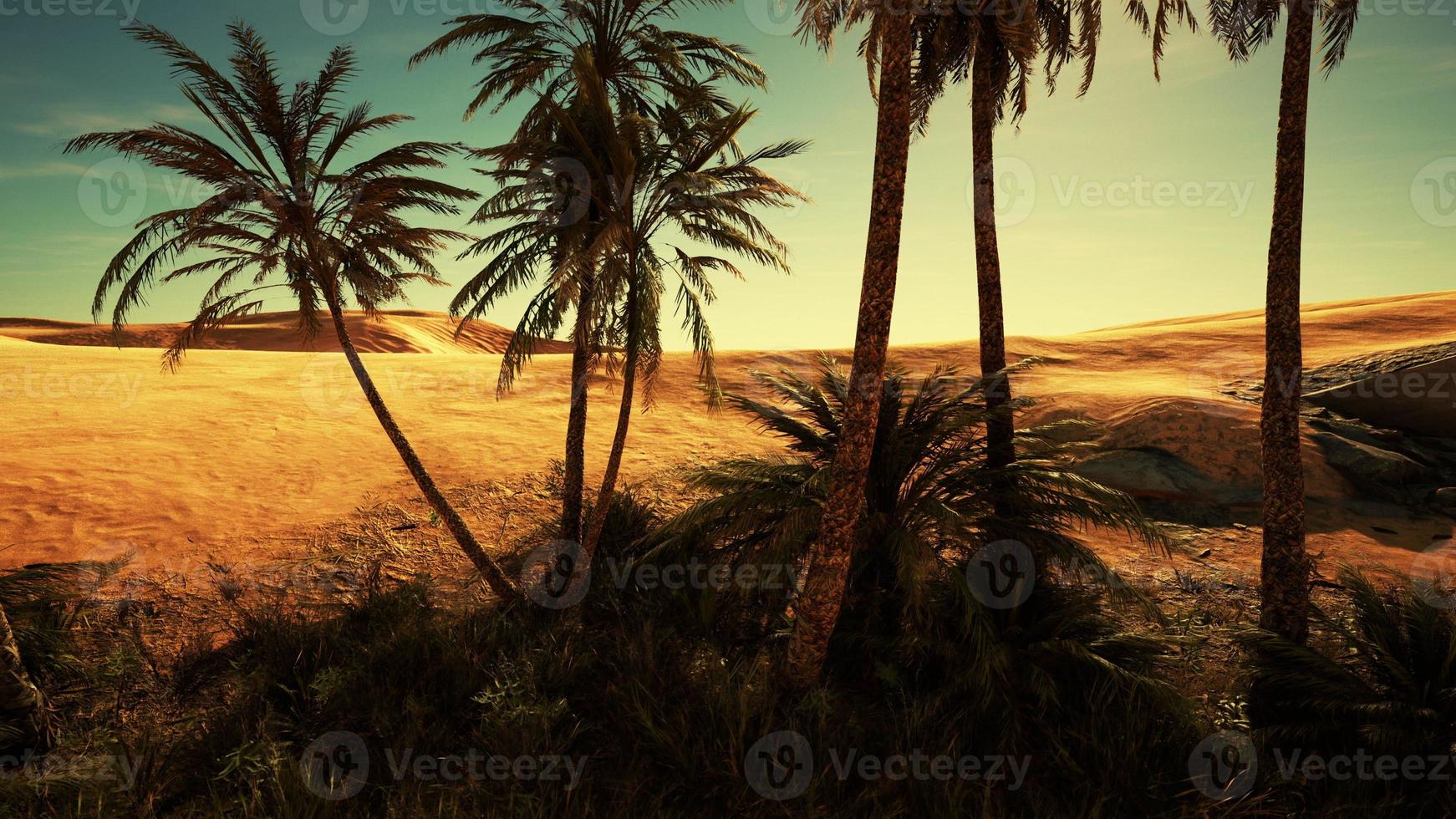 palmeras en el desierto del sahara foto
