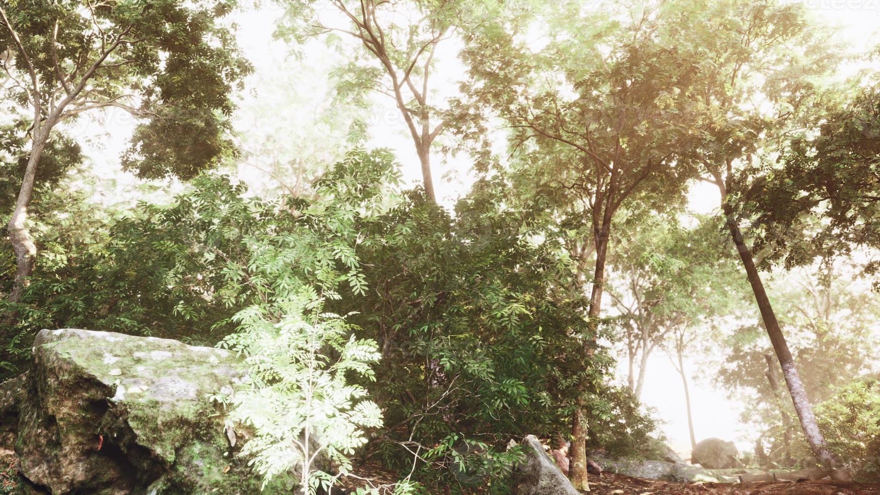 Late summer sunlight breaking through the trees photo