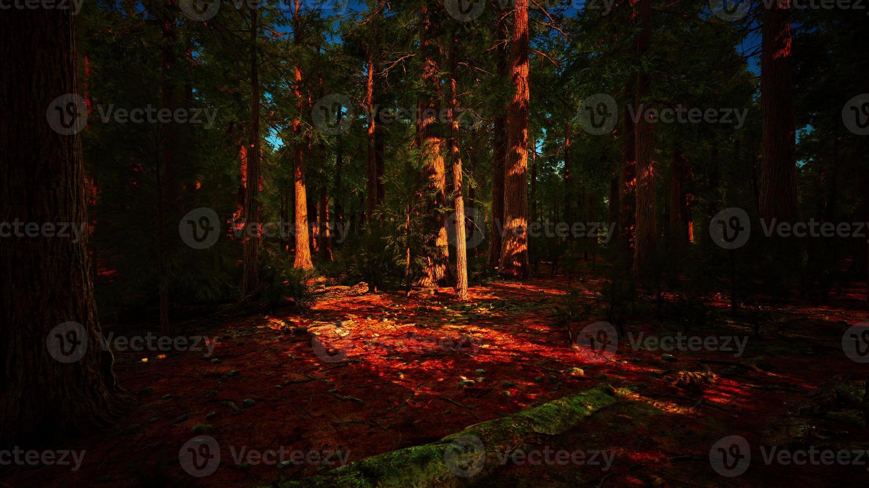 Giant sequoia trees towering above the ground in Sequoia National Park photo