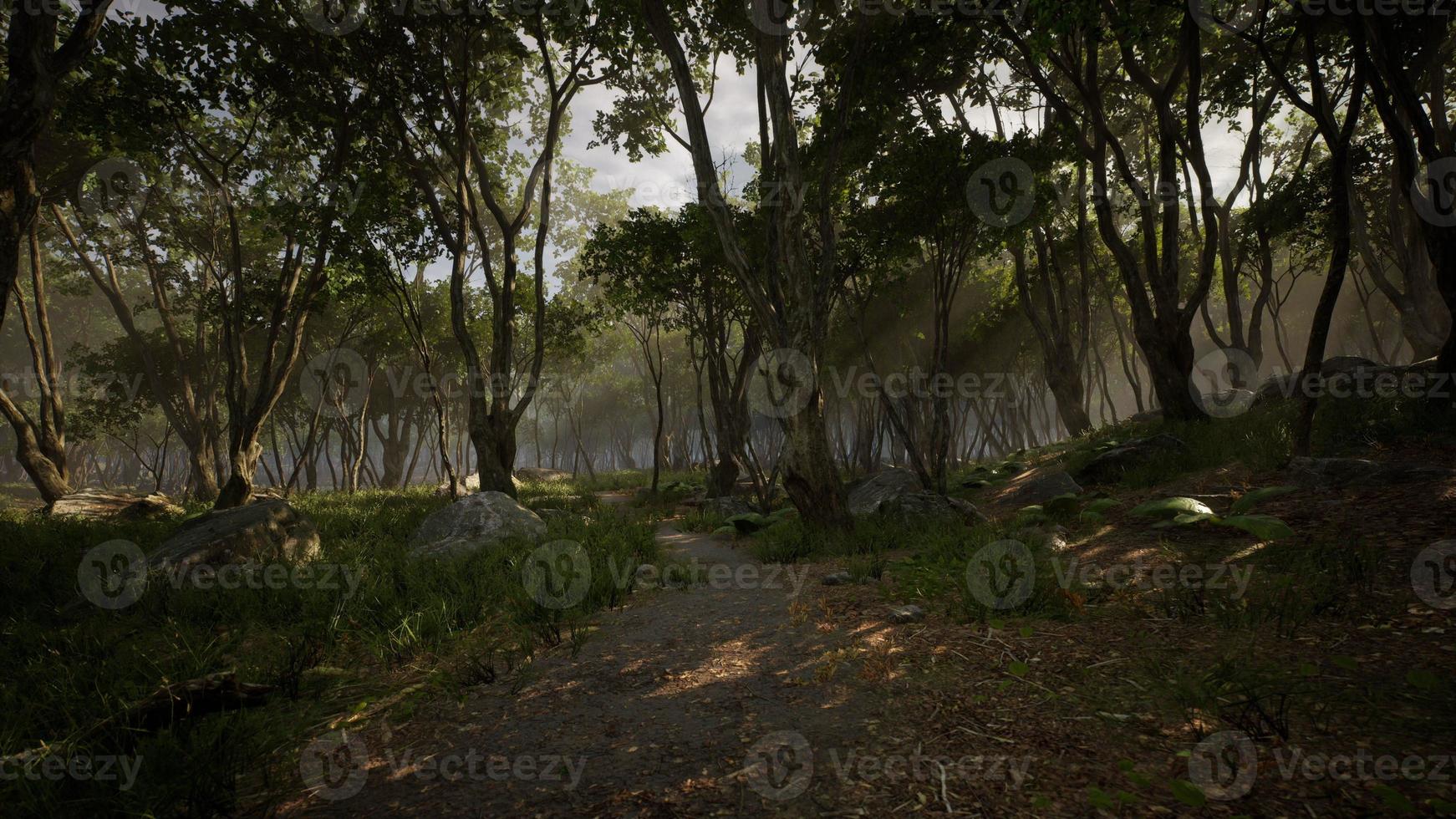 mañana brumosa en el bosque con rayos de luz en el bosque foto