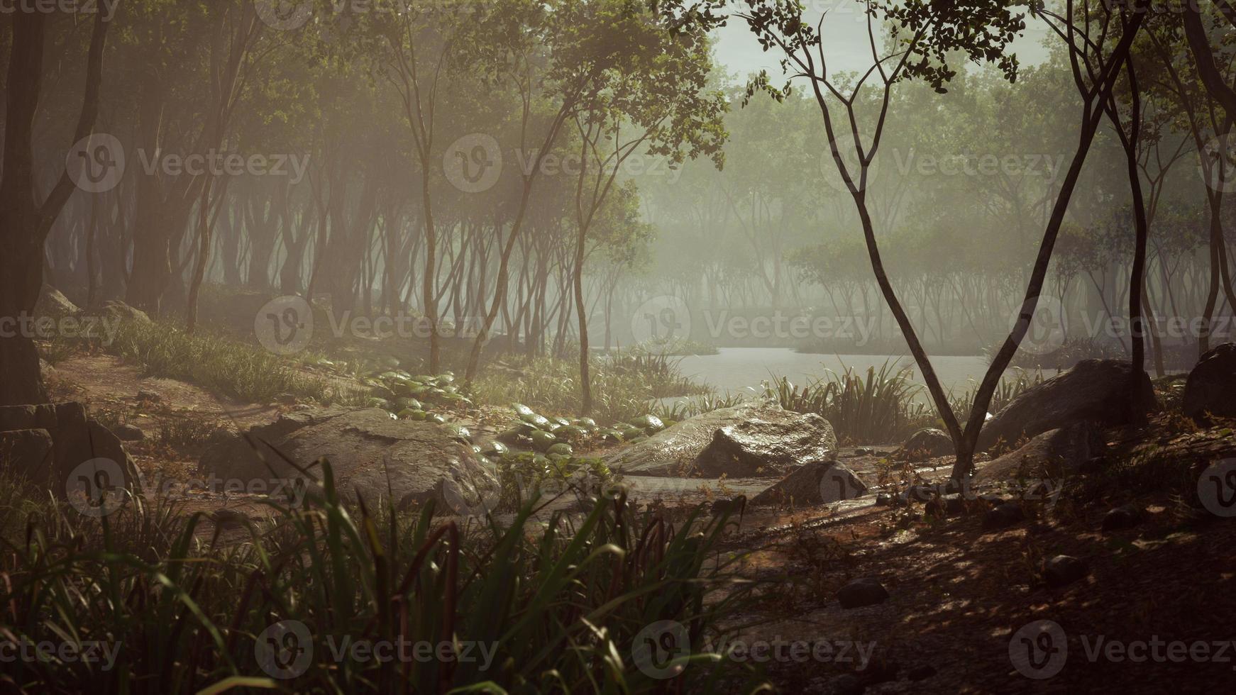 pond in a forest with fog photo