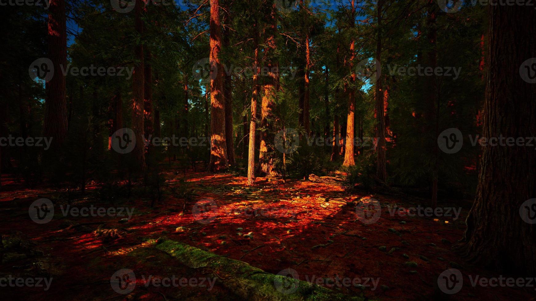 Sequoia Tree in Yosemite National Park photo