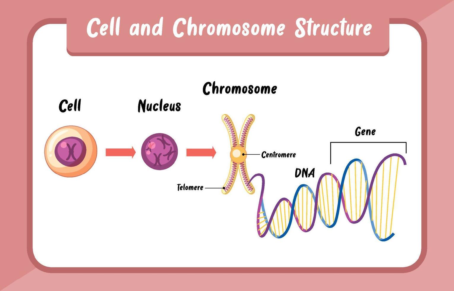 infografía de estructura celular y cromosómica vector