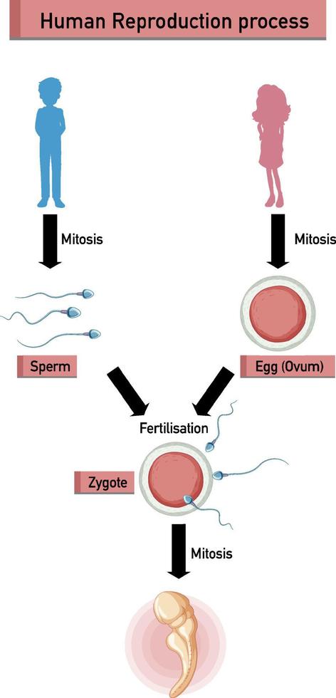 Diagram showing human reproduction process vector