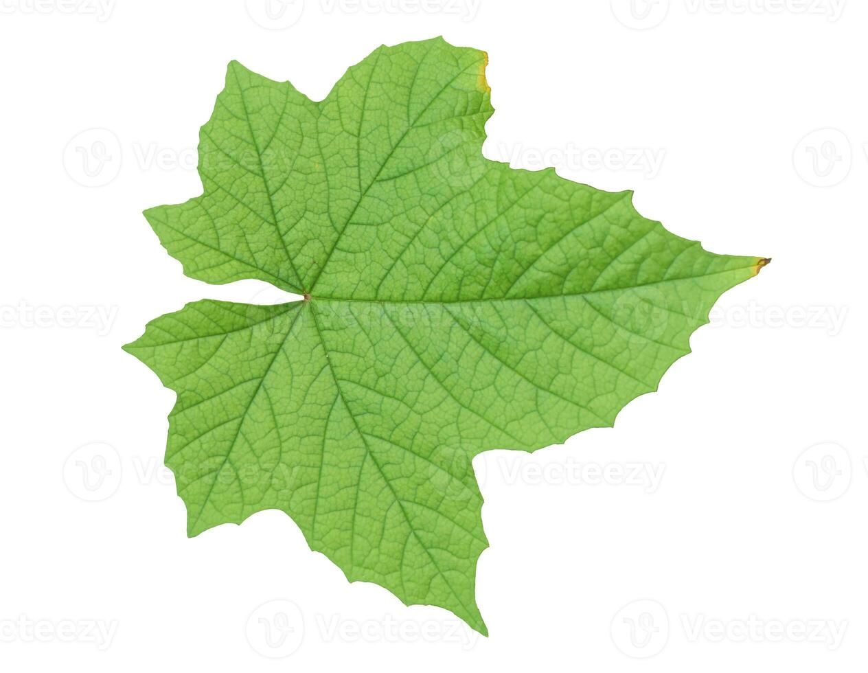 hoja verde aislada sobre fondo blanco. foto