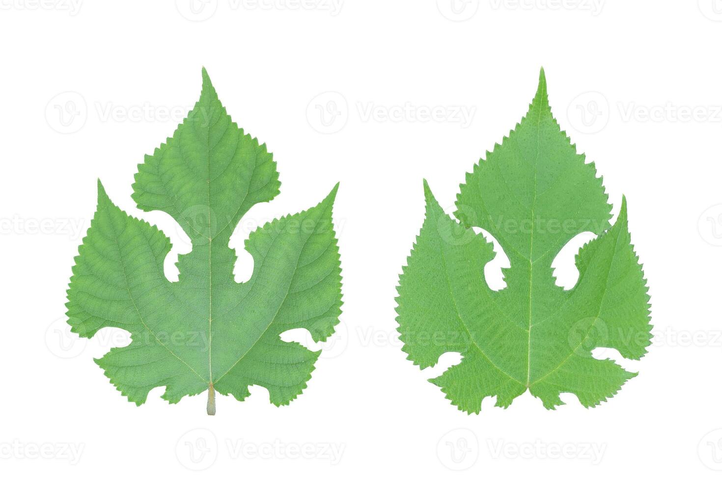 green leaf isolated on white background. photo