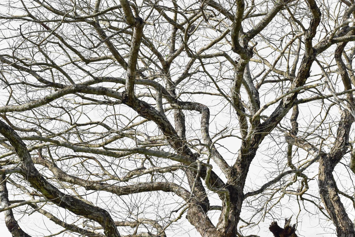 rama de un árbol seco aislado sobre fondo blanco. foto