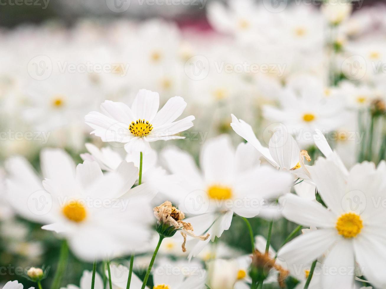 las flores blancas del cosmos florecen en el jardín. foto