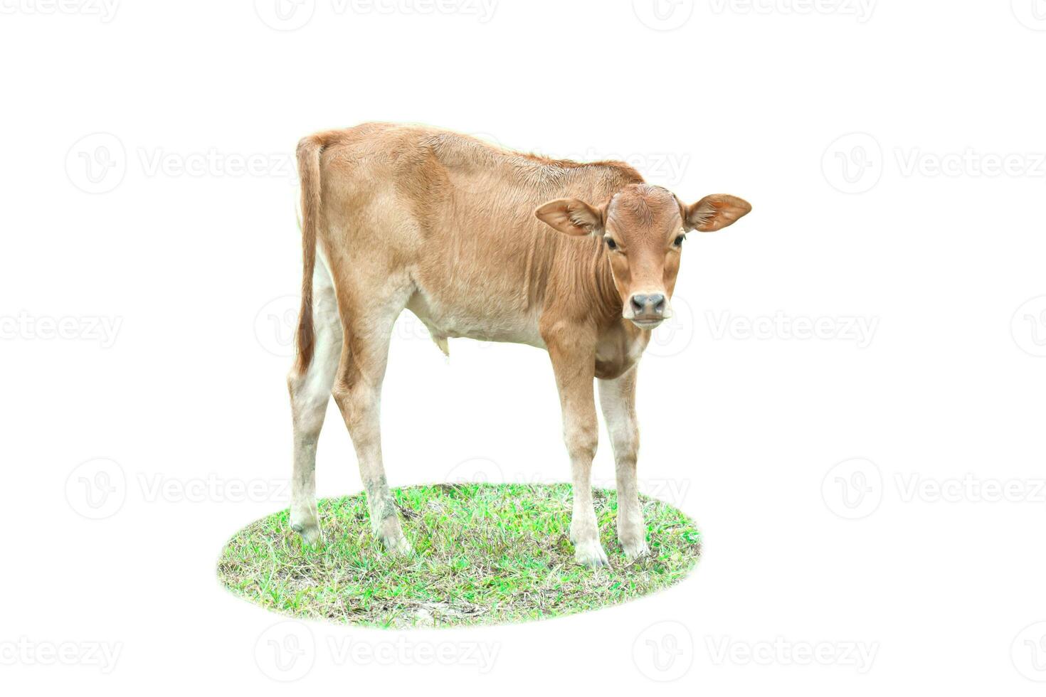 Calf cow on grass isolated on white background. photo