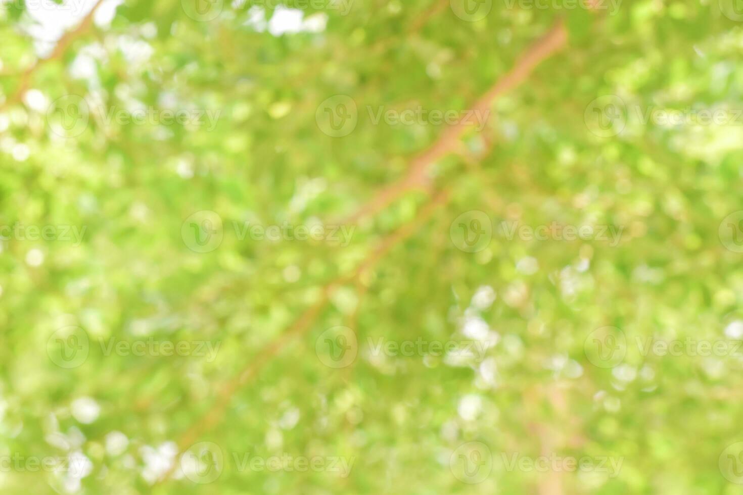 Green bokeh background from nature under tree shadow. photo