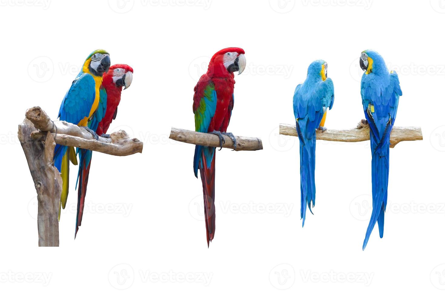 Set of colorful macaw parrots on branch isolated on white bakcground photo