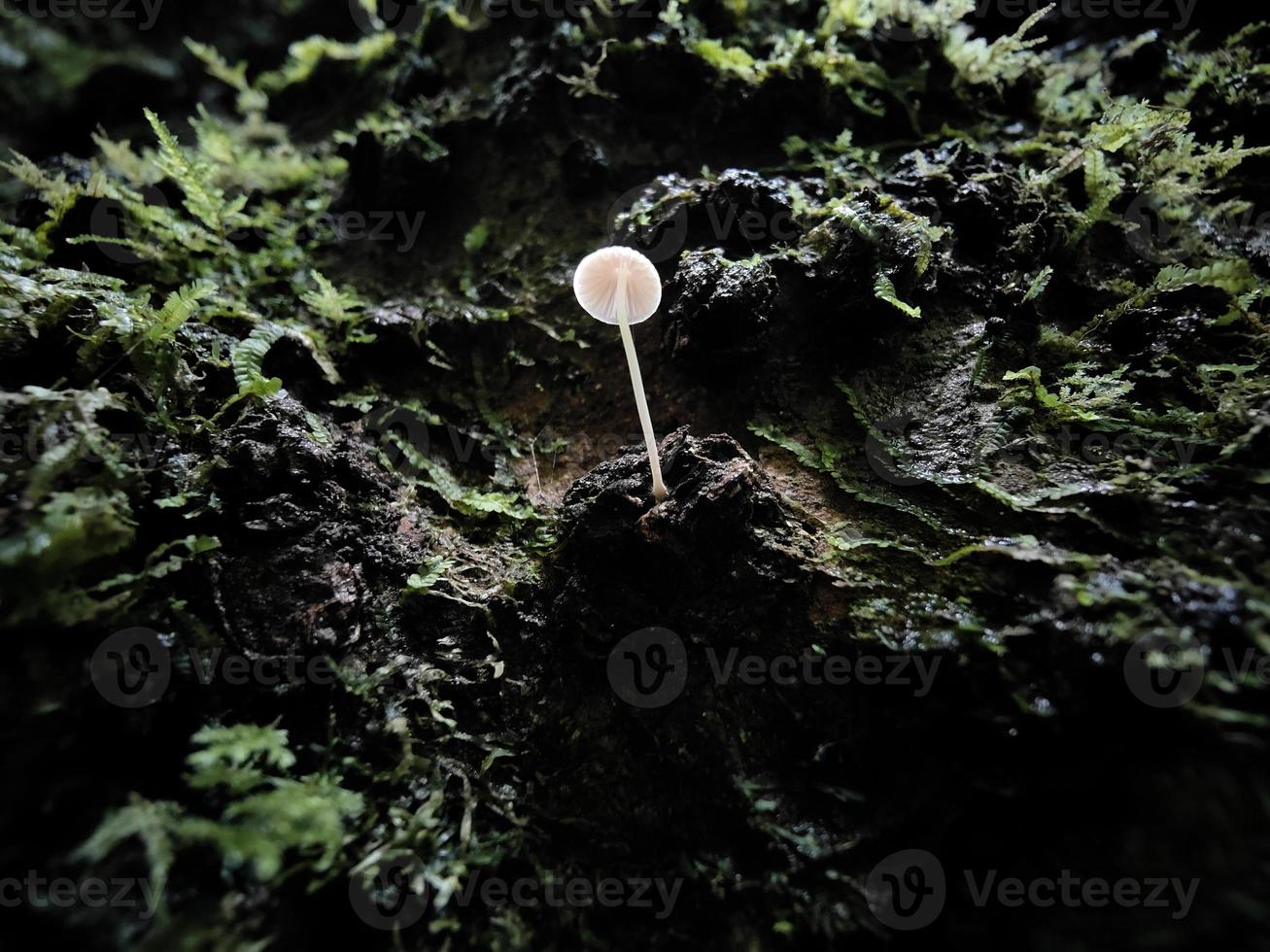 White small mushroom on a tree trunk in the deep forest. Macro shot, closeup. Green color. Fungus, fungi. photo