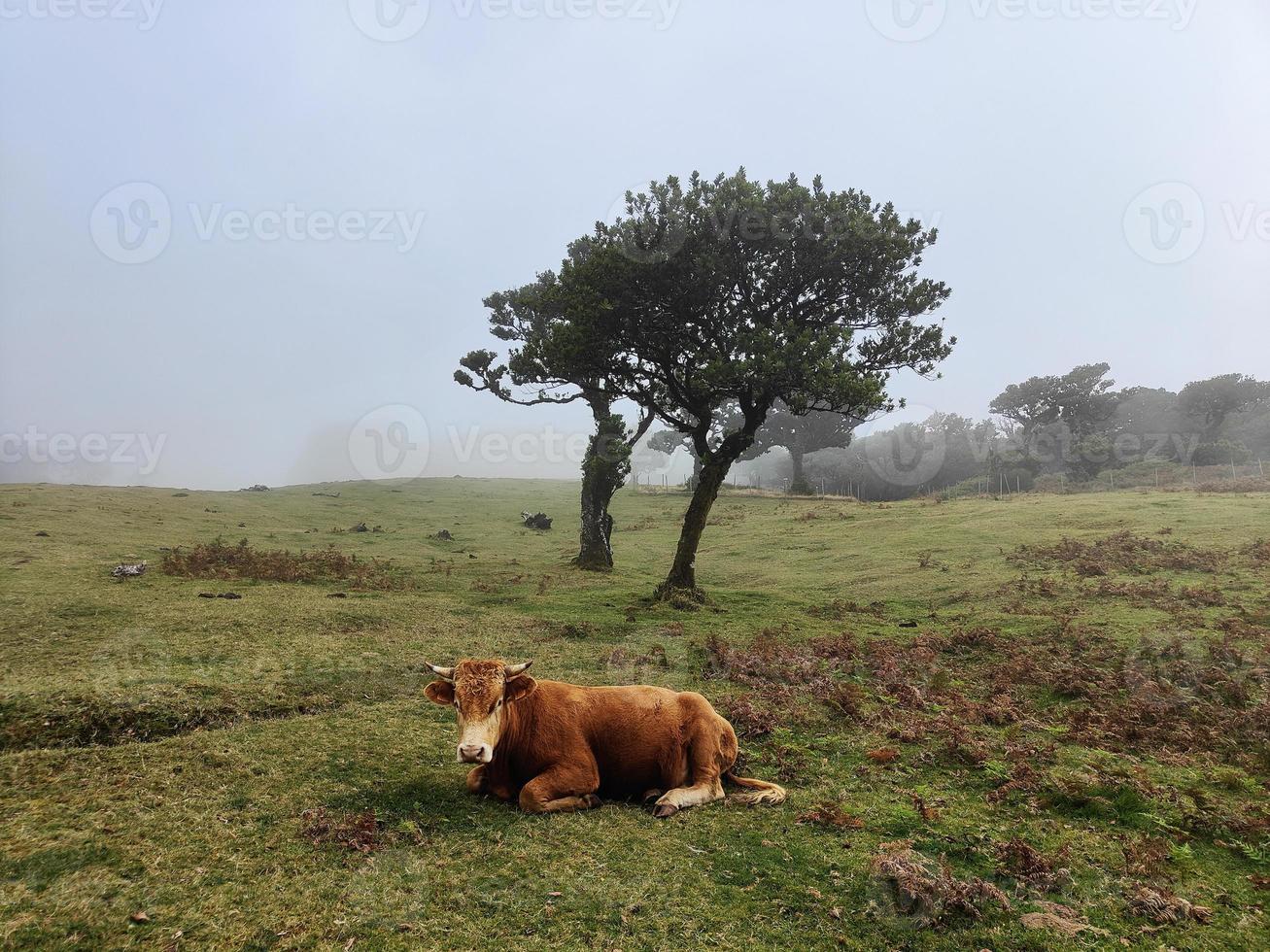 Cow sitting relaxing in the forest. Cattle in nature. Magical Fanal forest in Madeira Island, Portugal. Misty fog in the background with trees. photo