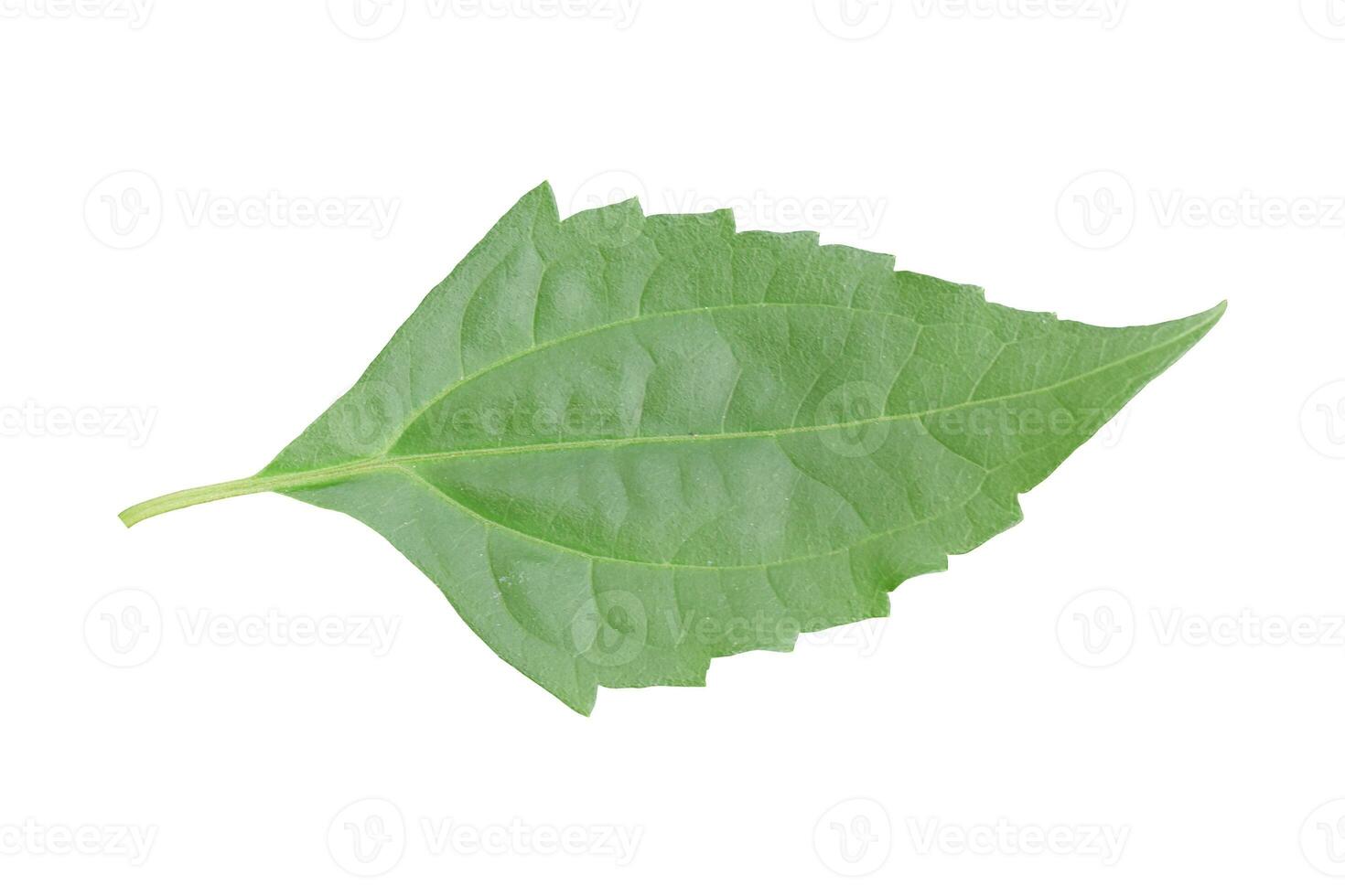 Green leaf isolated on white background. Object with clipping path. photo