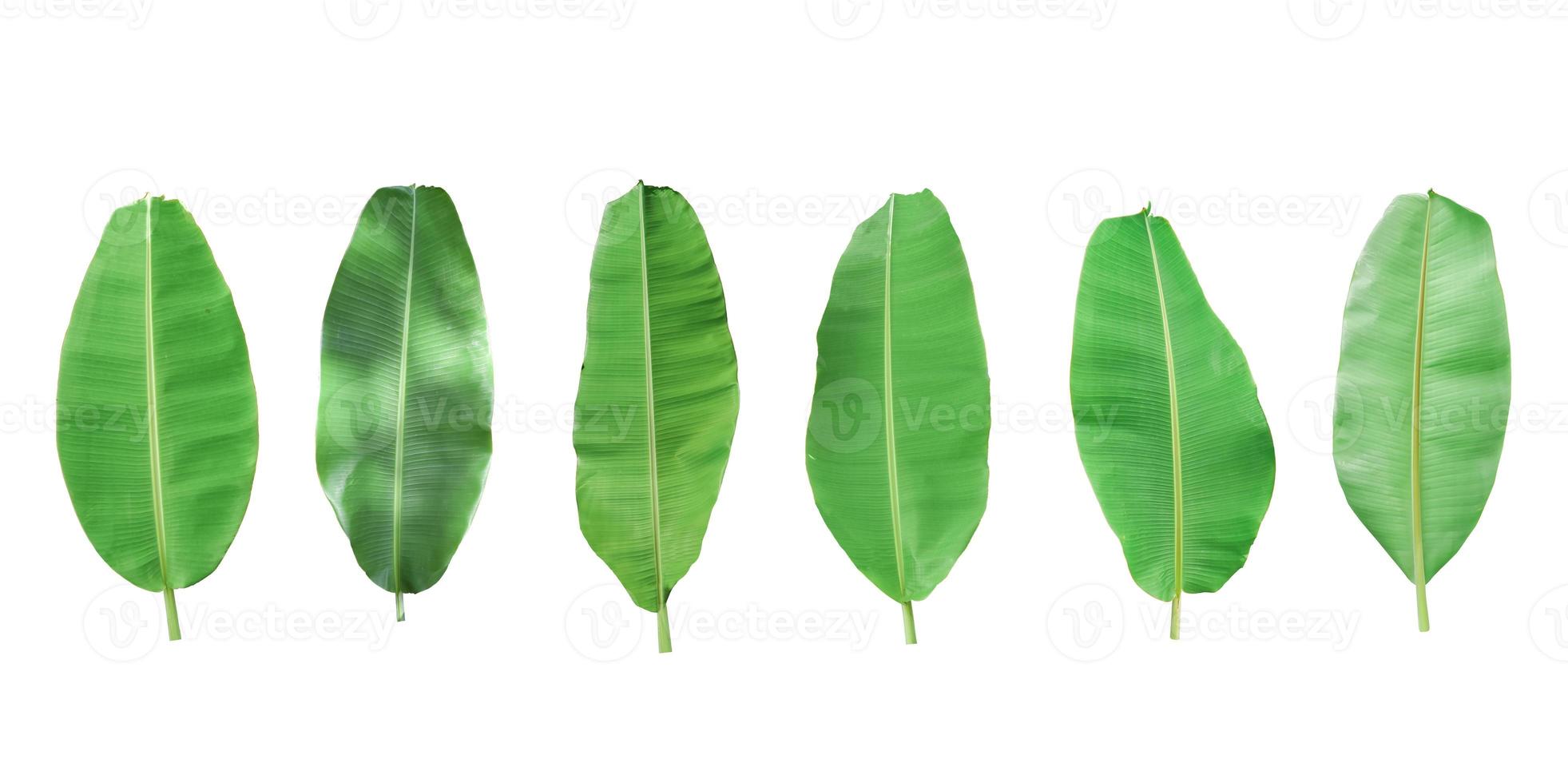 Set of green banana leaf isolated on white background. with clipping path photo
