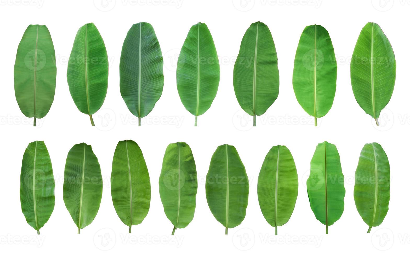 Set of green banana leaf isolated on white background. with clipping path photo