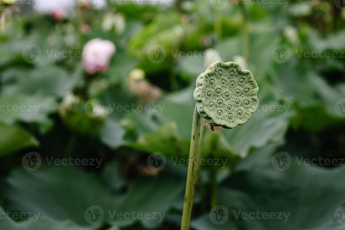 Lotus Flowers Head Wilted petal With Seeds in The Lake, Waterlily Flower With Beautiful Leaves Pattern.Tropical Botany Flower Plant  in The Nature Pond. Natural Background photo