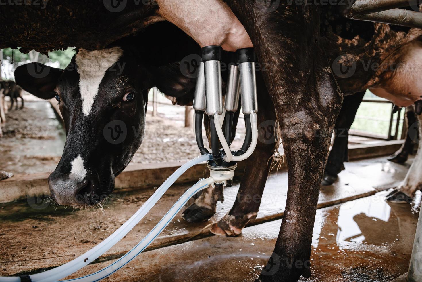 Dairy Cattle and Cottage Industry, Cow Milking Raw Milk With Facility Equipment Machine in Cattle Farm. Business Livestock and Agriculture Entrepreneur. photo