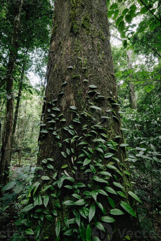 paisaje tranquilo del árbol de la naturaleza en el bosque tropical, vista del paisaje natural de los árboles de la selva en el bosque de la temporada de primavera. naturaleza exuberante follaje de fondo foto