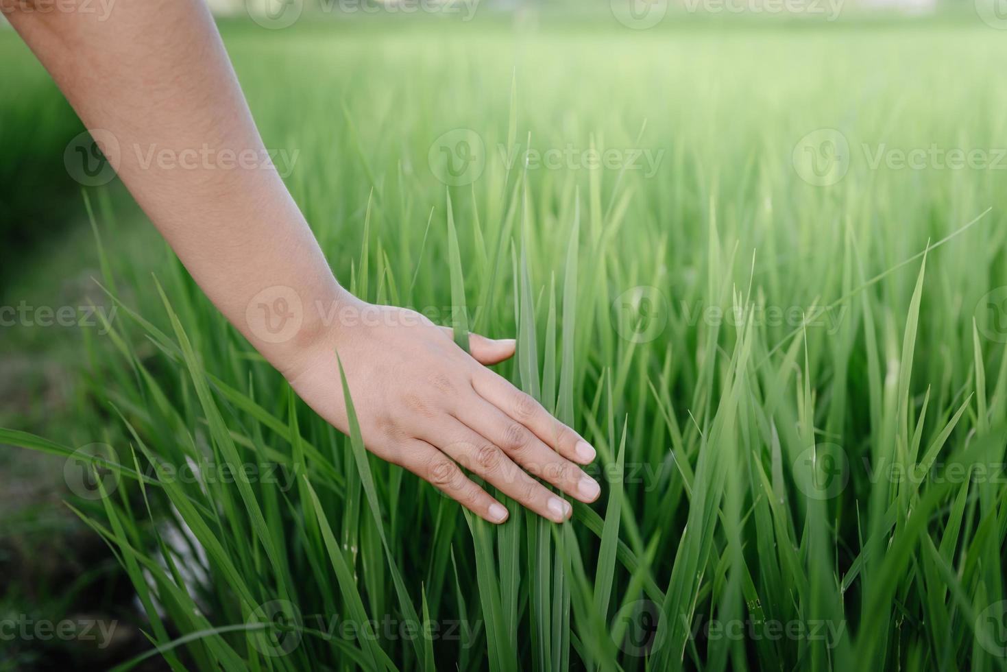 la mano femenina está tocando hojas de arroz en la granja agrícola, el primer plano de la mano de la mujer tocó la hoja de arroz fresco en el campo de arroz. la mujer campesina se relaja mientras toca los brotes de arroz en los campos agrícolas foto