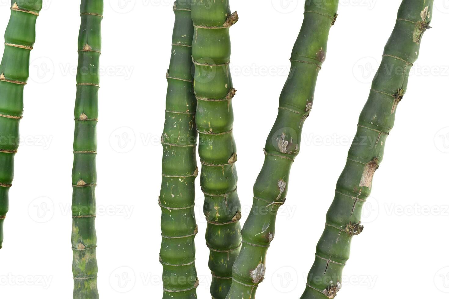 Branches of bamboo isolated on white background. photo