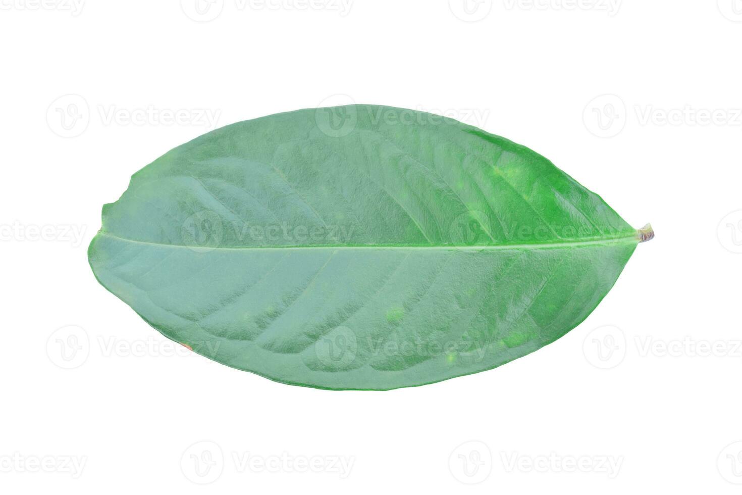 Green leaf isolated on white background with clipping path. photo