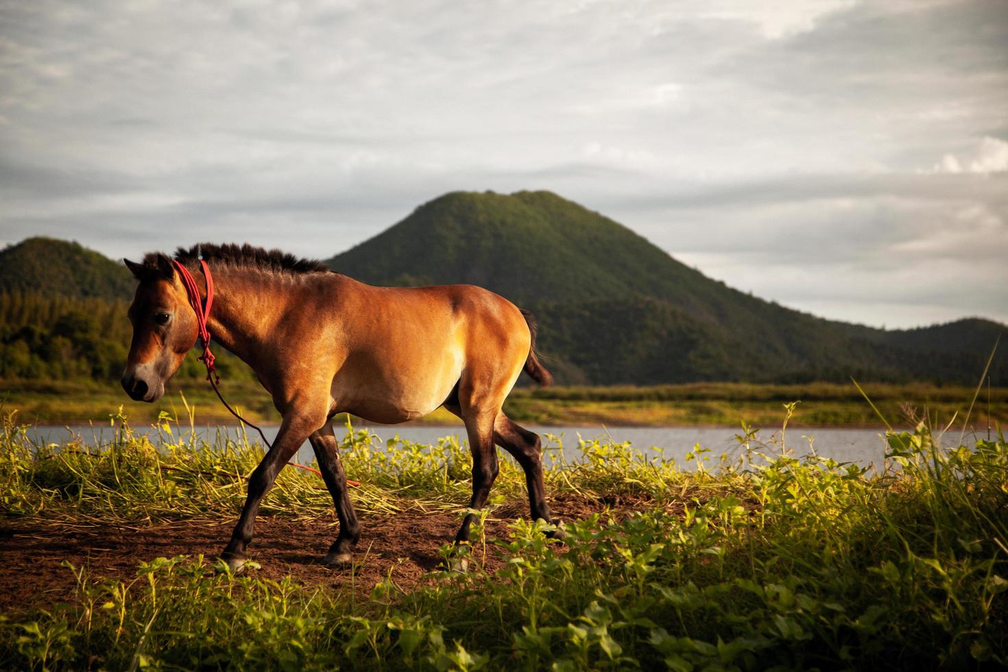 luz de la mañana con el caballo en el lago foto