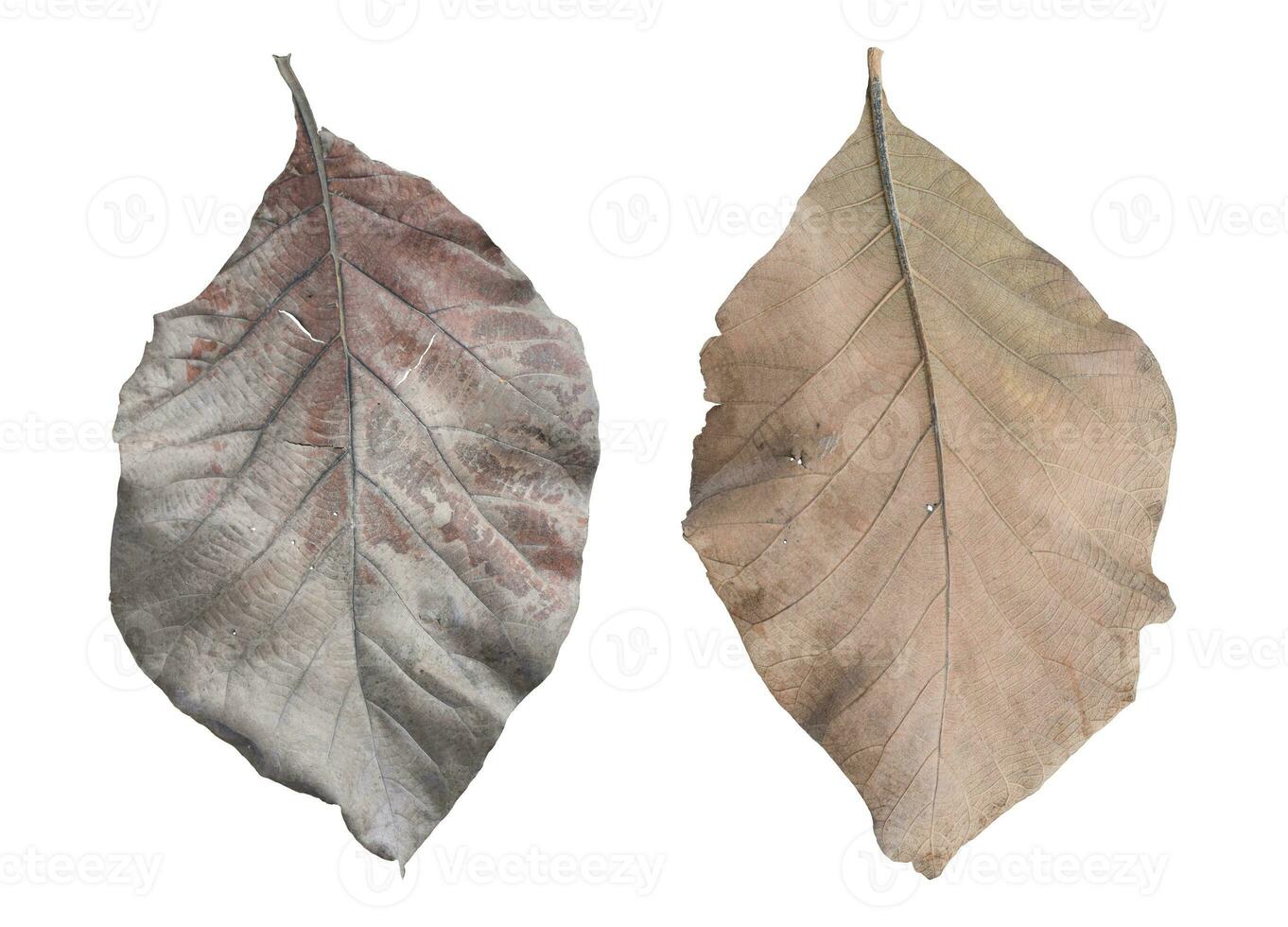 Dry teak leaves isolated on white background. Object with clipping path. photo