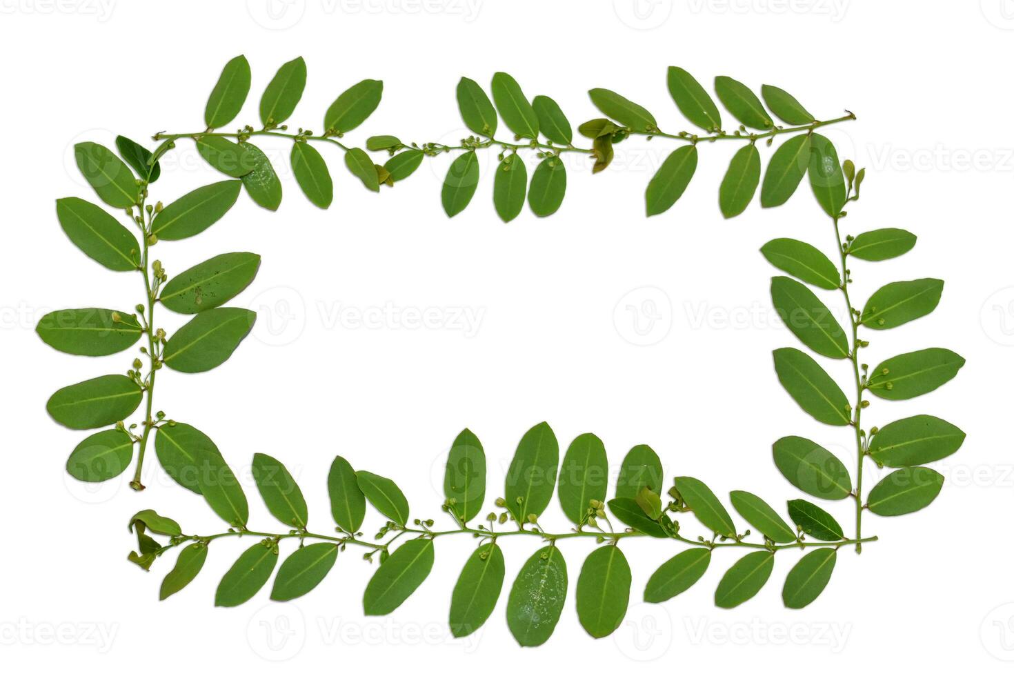 Leaf photos frame isolated on white background. with clipping path.