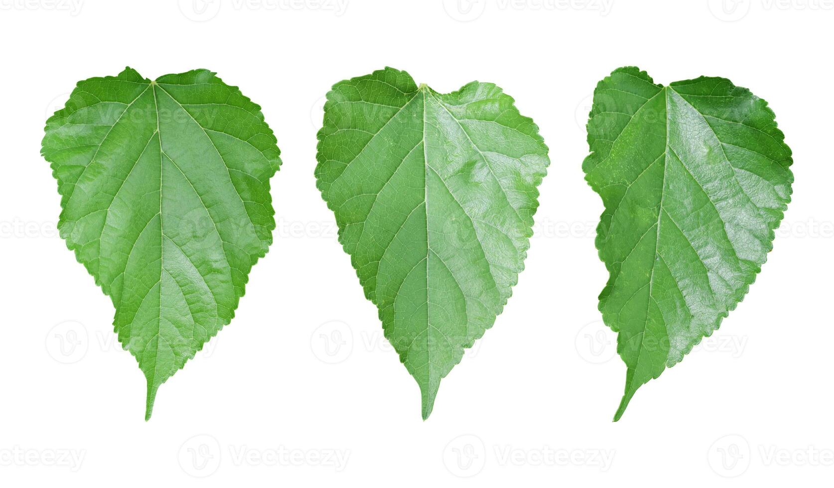 Set of mulberry leaf isolated on white background. with clipping path photo
