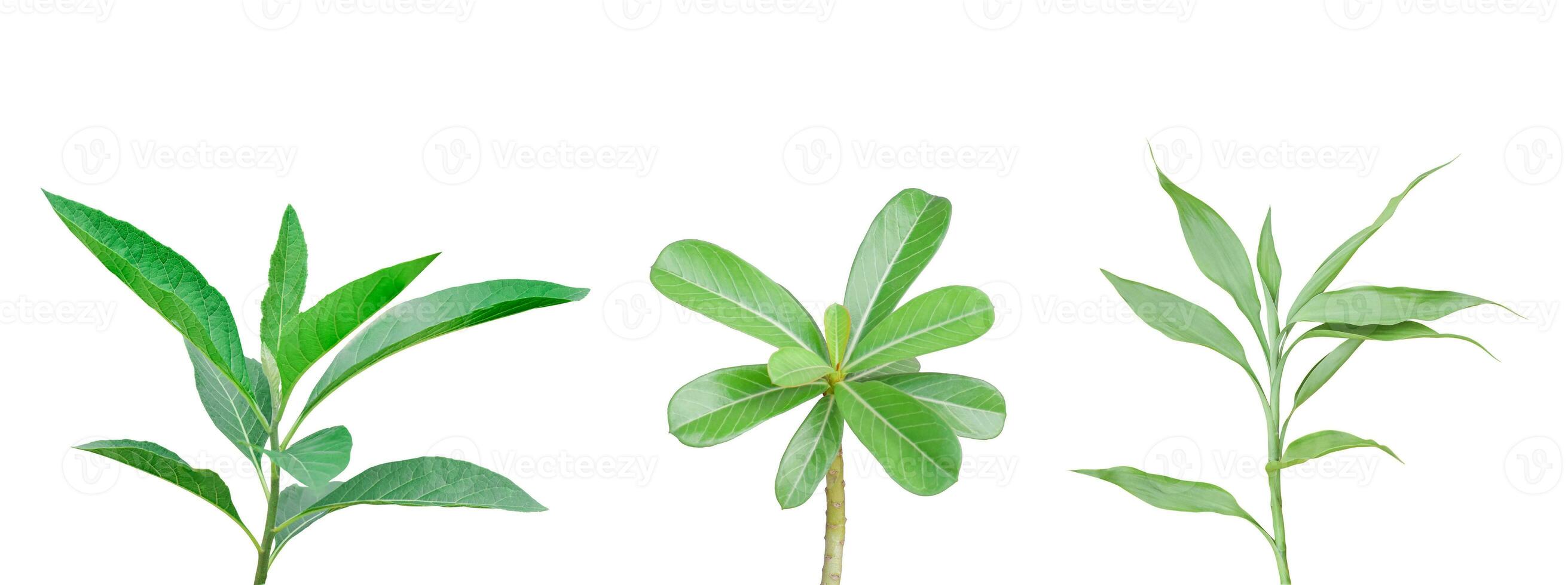 Set of tropical different leaves on branch isolated on white background. Object with clipping path. photo