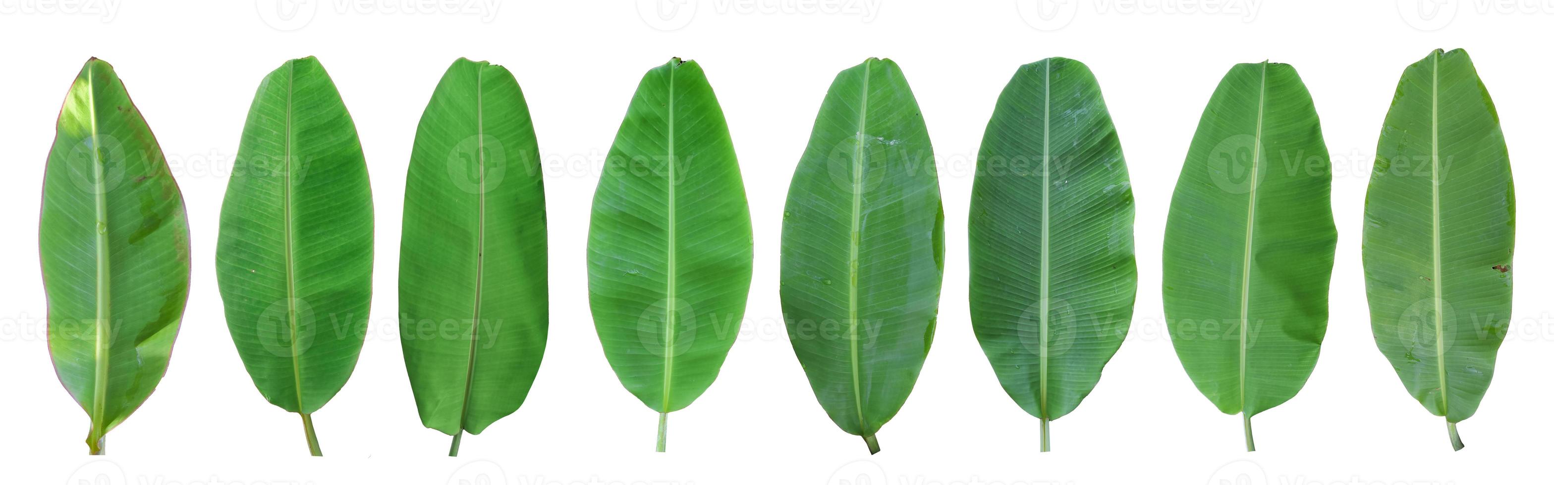 Set of green banana leaf isolated on white background. with clipping path photo