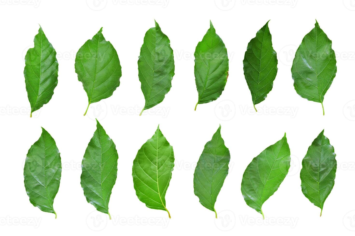 Set of green leaf isolated on white background, Object with clipping path. photo