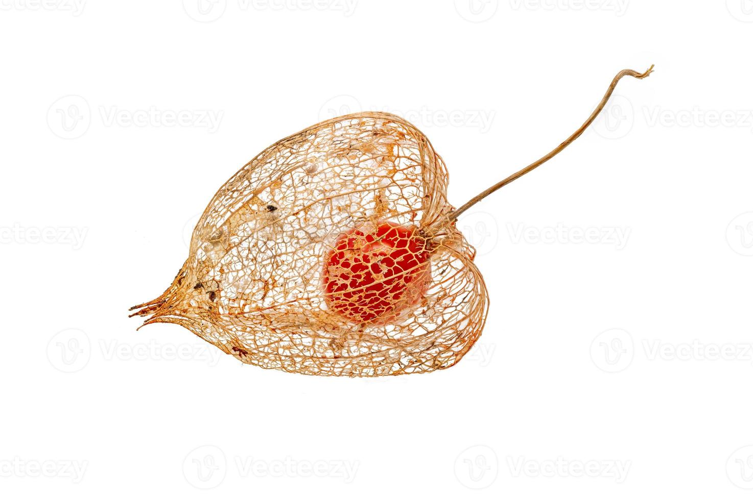 Physalis alkekengi chinese lantern dried fruit filigree texture photo