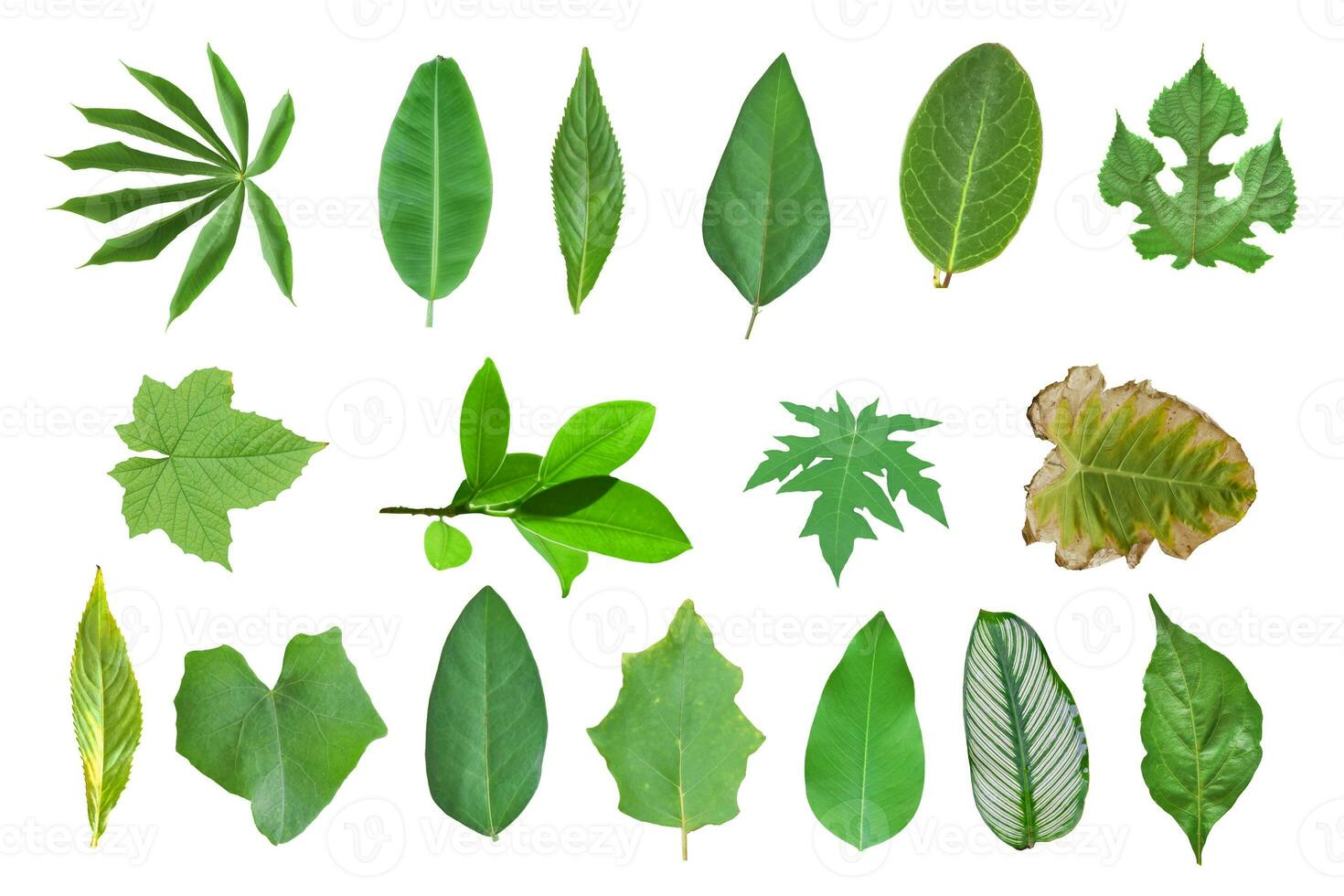 Collection of leaves isolated on a white background photo