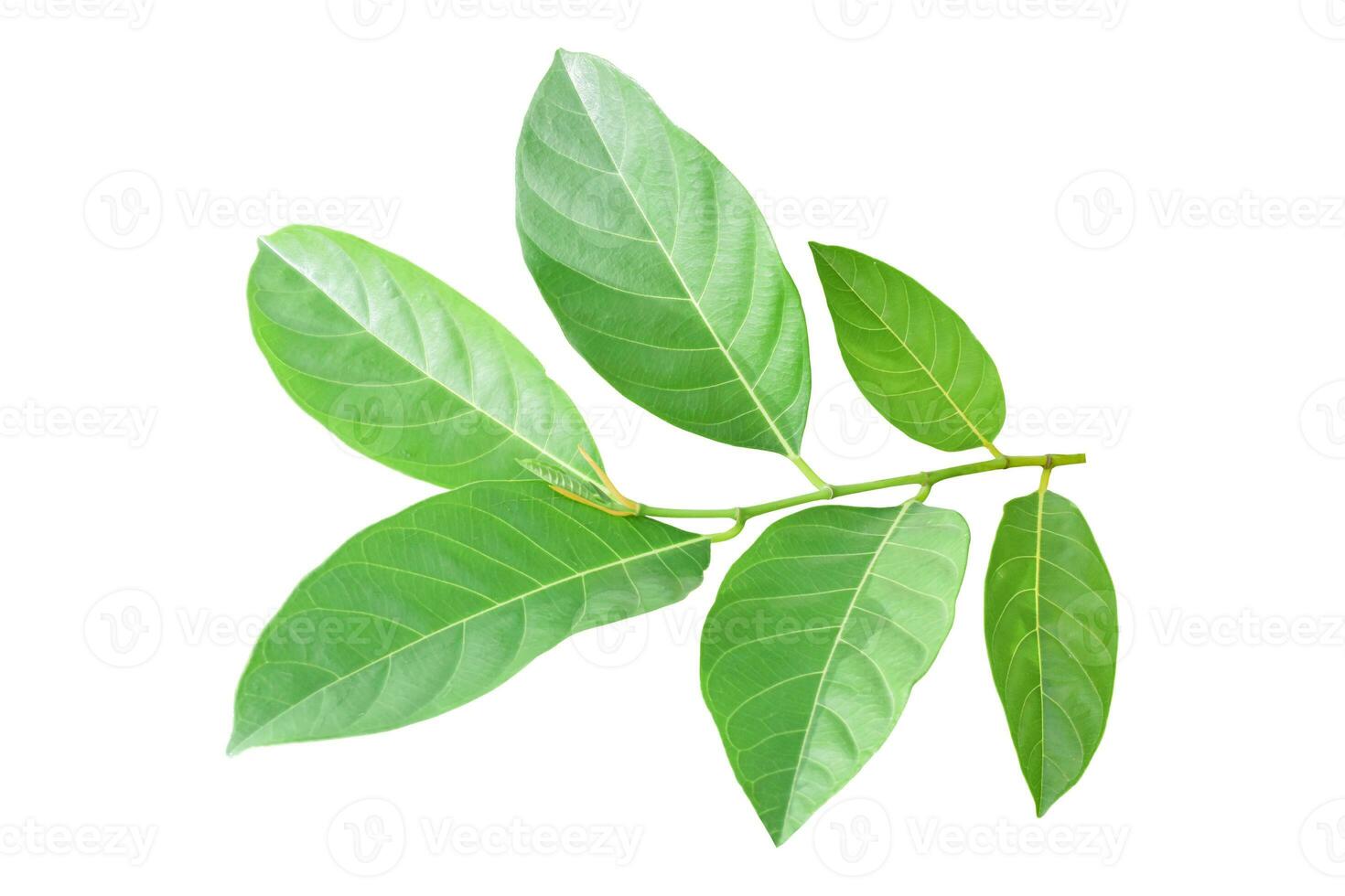 Jackfruit leaf isolated on white background. Object with clipping path. photo