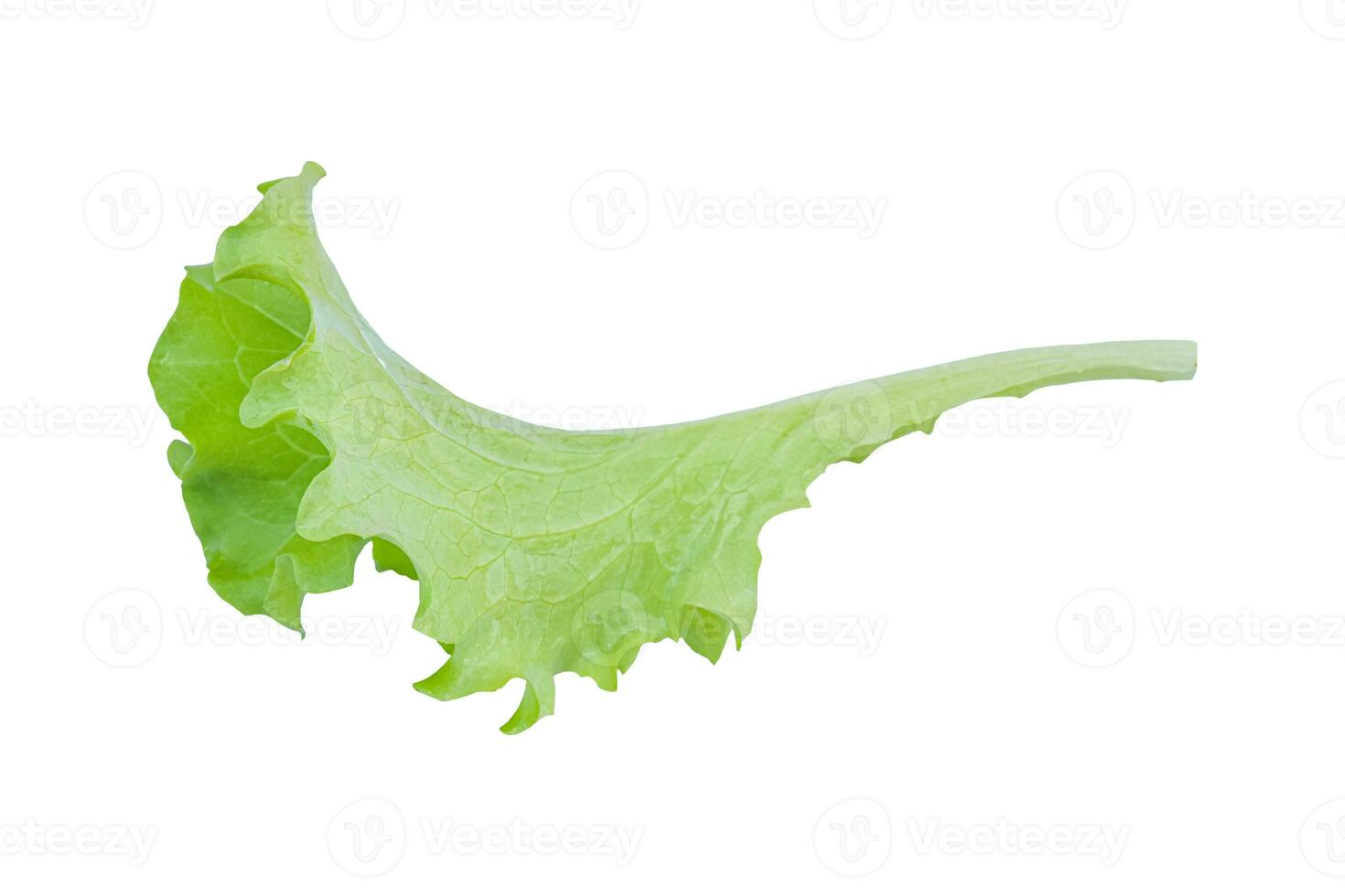 Green lettuce isolated on white background with clipping path. photo