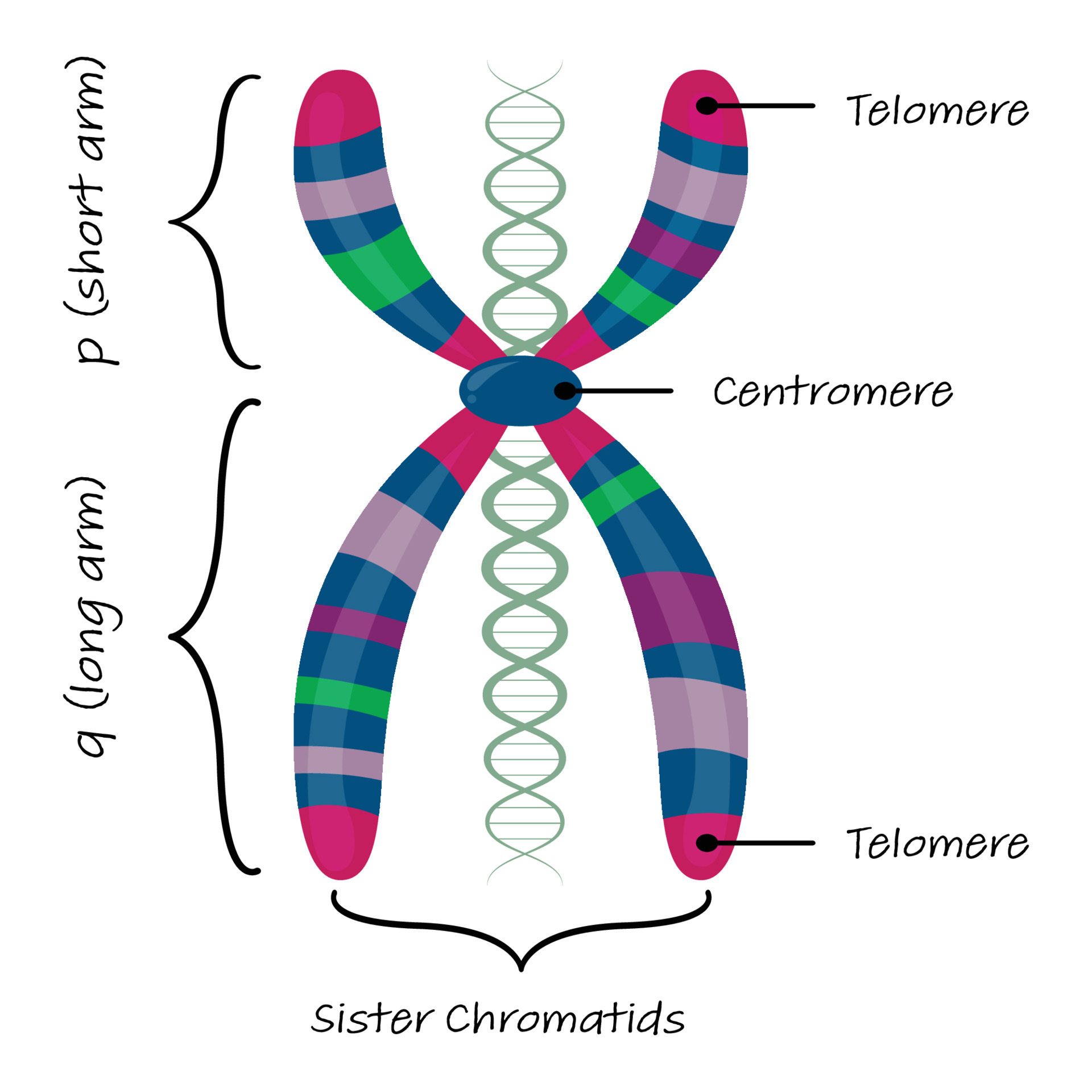 diagram of chromosome with gene