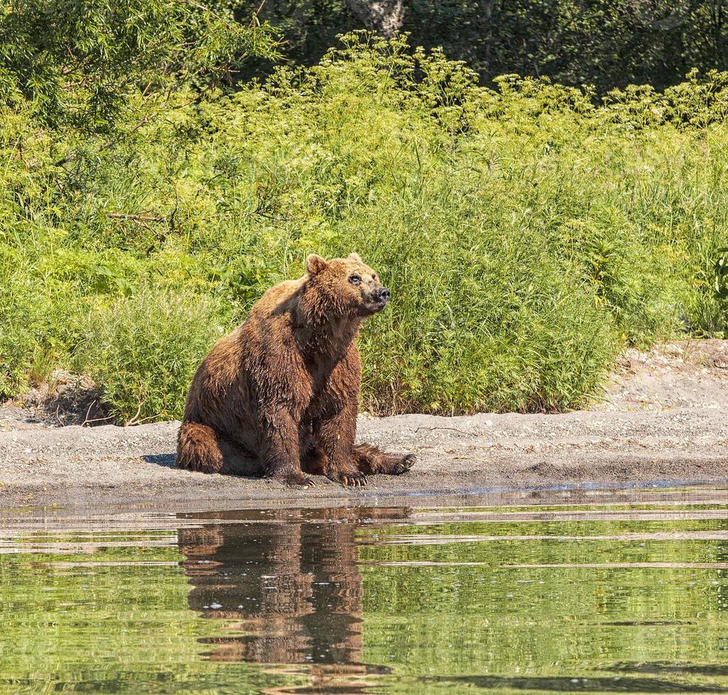 Kamchatka brown bear on the lake in summer. photo