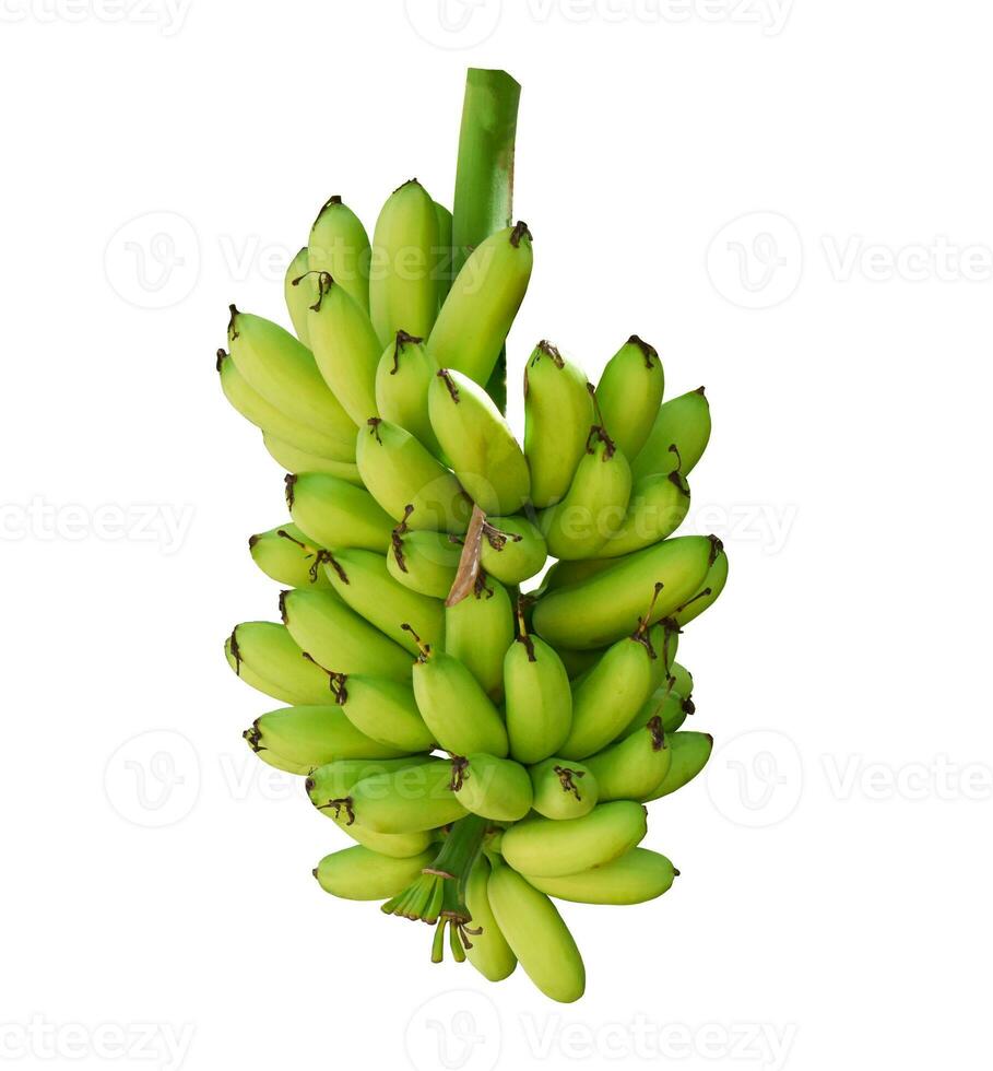 Green banana isolated on white background. Object with clipping path photo
