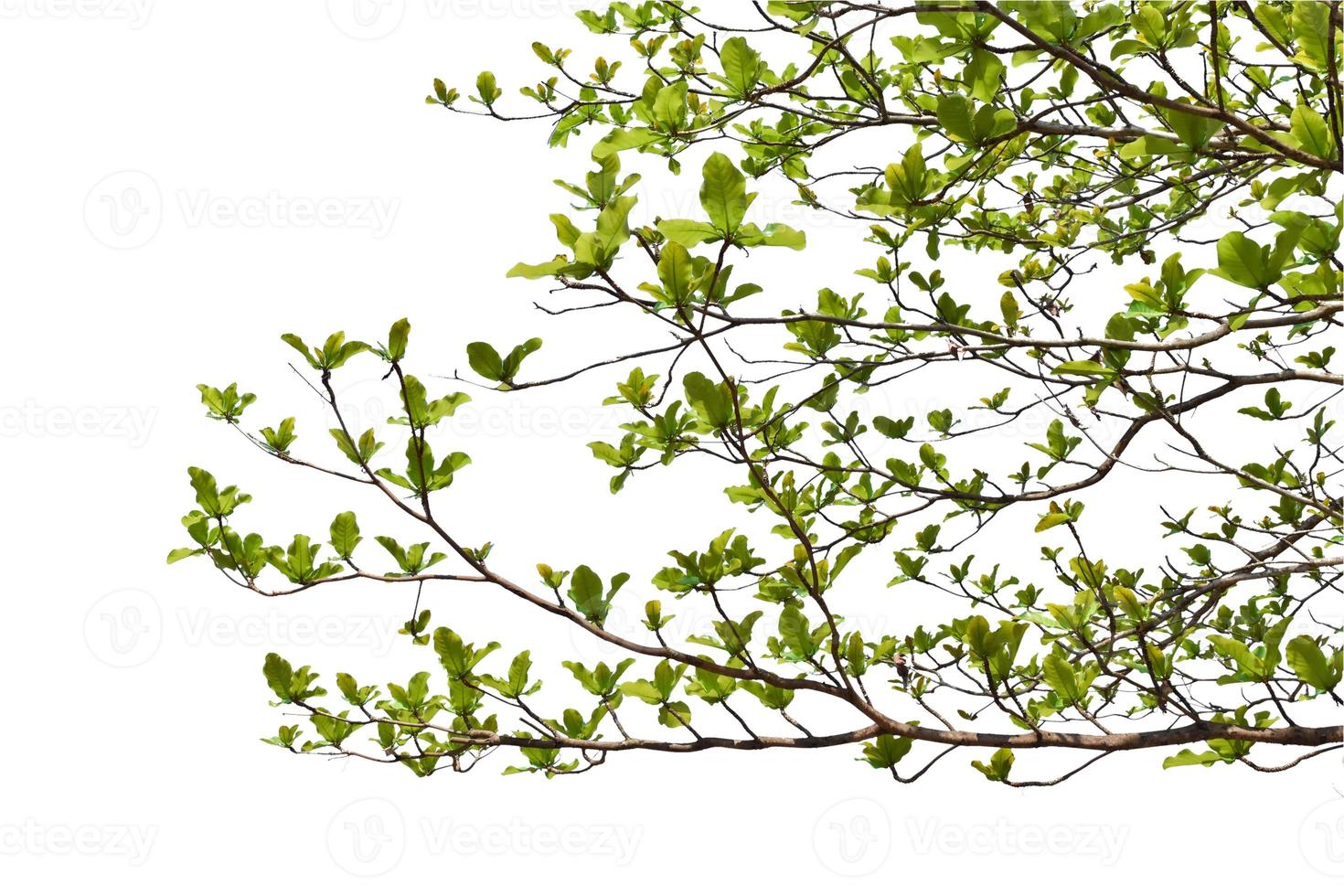 Green leaves on branch isolated on white background. with clipping path. photo